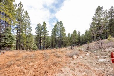 Tall Pine Trees