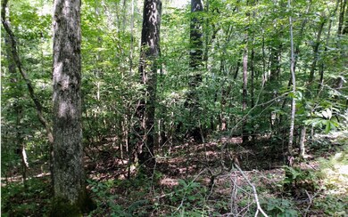 Lot 3 Maple Rest Ln, Ellijay, GA 30540 - photo 4