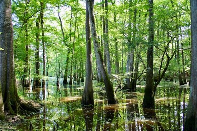 La 1071 unit LotWP001, Angie, LA 70426 - photo 3