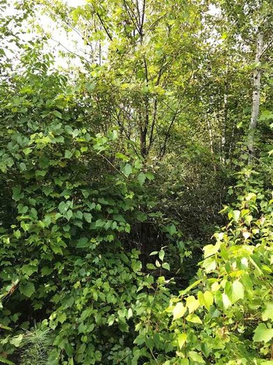 Lot 8 Steeple View Dr, Bethlehem, NH 03574 - photo 6