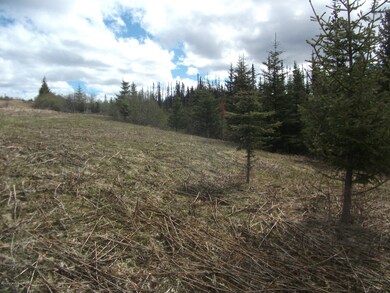Trees along Hayfield