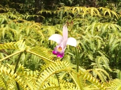 Wild orchids & Uluhe are abundant on this property.