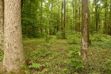 1299 Stage Coach Rd, Siler City, NC 27344 - photo 5