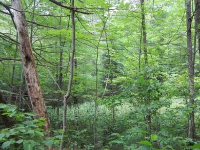 ON McCarthy Lake Rd, Tomahawk, WI 54487 - photo 7