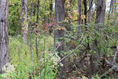 View of local wilderness