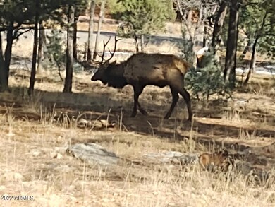 Beautiful Bull Elk