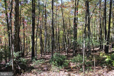 40.00 AC Shenandoah Mountain Rd, Mathias, WV 26812 - photo 7