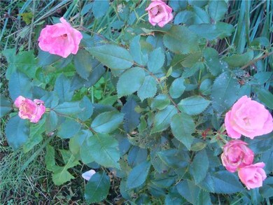 Yard/Garden.