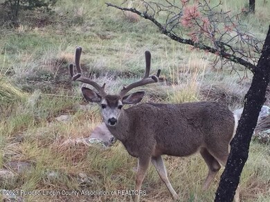 Enchanted Forest visitor3