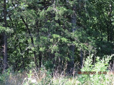 There are many species of Trees  . Pine, Burch ,Ch