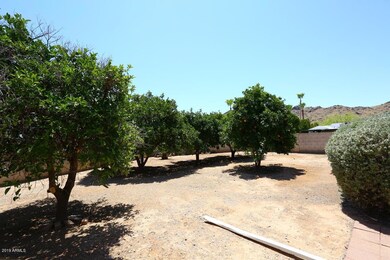 Citrus Trees
