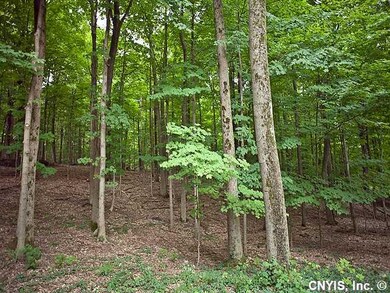 Backyard Wooded Park-like yard