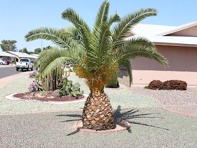 Palm Tree