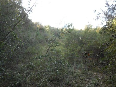 Clearing from Dirve