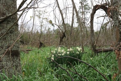 Lots Lake Douglas Rd, Bainbridge, GA 39819 - photo 5