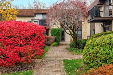 Another look at the blooming bushe