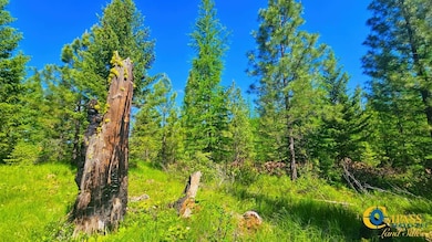 Fwp Region 1 unit Hunting District 122, Plains, MT 59859 - photo 6