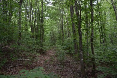 DSC_0222 (800x533)