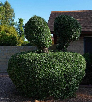 6 Front tree 1