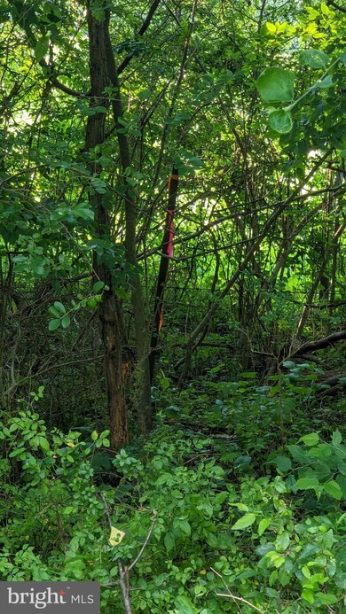 0 Twymans Mill Rd unit VAMA2000686, Orange, VA 22960 - photo 4