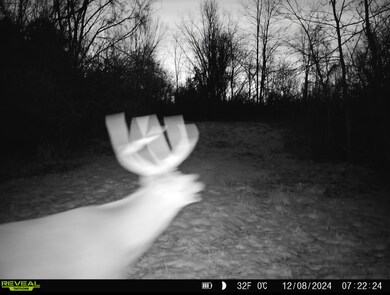 Crooked creek deer 2