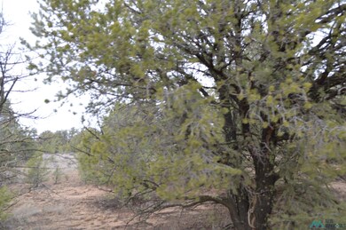 Lot 216 and 217 Old Well Rd, Candy Kitchen, NM 87321 - photo 6