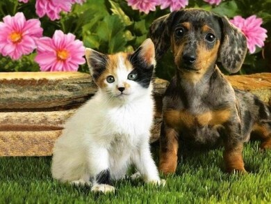 $10/month/dog and $5/month/cat