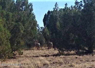 Deer