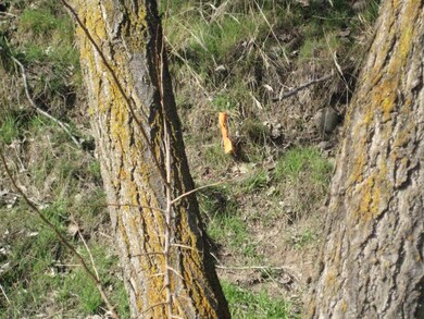 Orange boundary line stake