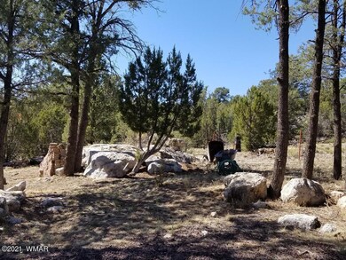 backyard 1