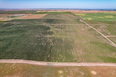 32358 County Road 19, Woodland, CA 95695 - photo 4