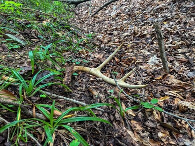 Tbd Laurel Dale Rd, New Creek, WV 26743 - photo 5