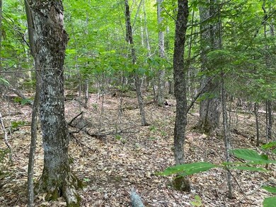 IMG_2705