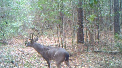 Big mature buck