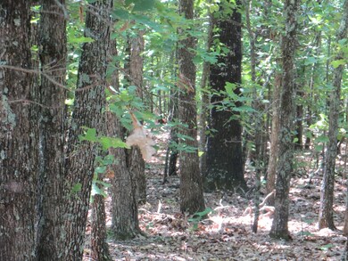 000 Bush Run, Mammoth Spring, AR 72554 - photo 4