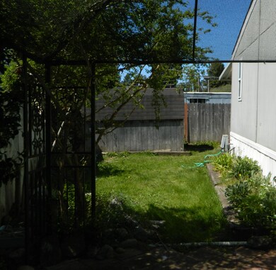 Back yard