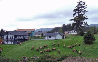 Elk in the yard