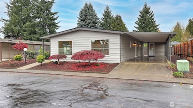 Fresh paint and Japanese Elm