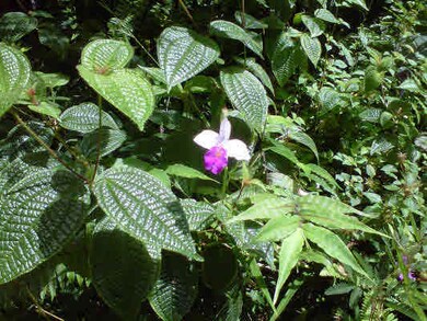 wild bamboo orchids thrive here