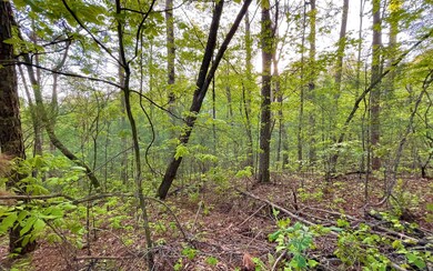Additional View