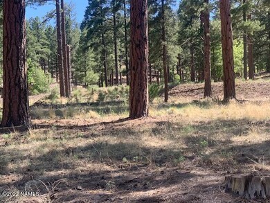 Mature Ponderosa Pines