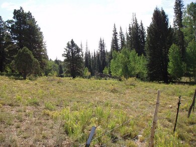 Looking into National Forest