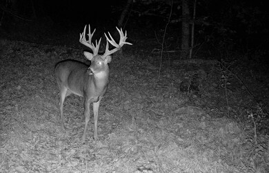 SR 60 land pic big buck