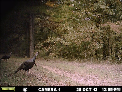 TBD Tract 5 Bobwhite Ln, Fairdealing, MO 63939 - photo 7