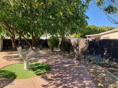 Citrus Trees