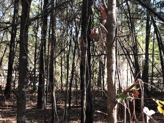 TBD Wolf's Thick Rd, Cordele, GA 31015 - photo 2