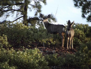 809 Wilderness Trail unit 131, Show Low, AZ 85901 - photo 5