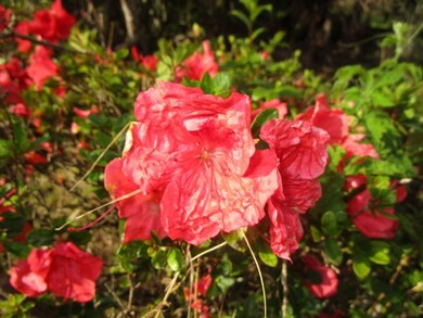 126 Manini St, Hilo, HI 96720 - photo 5