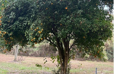 89 Mcmahan Dr, Crawfordville, FL 32327 - photo 3