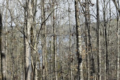 3 Millstone Creek Rd, Elberton, GA 30635 - photo 4